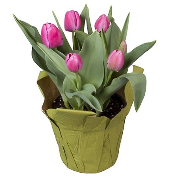 6.5 Pink Tulip with pot cover