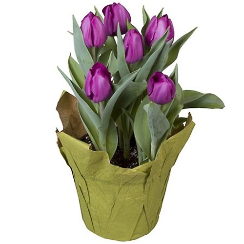 6.5 Purple Tulip with Pot Cover