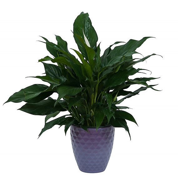 Peace Lily Plant in Ceramic Container
