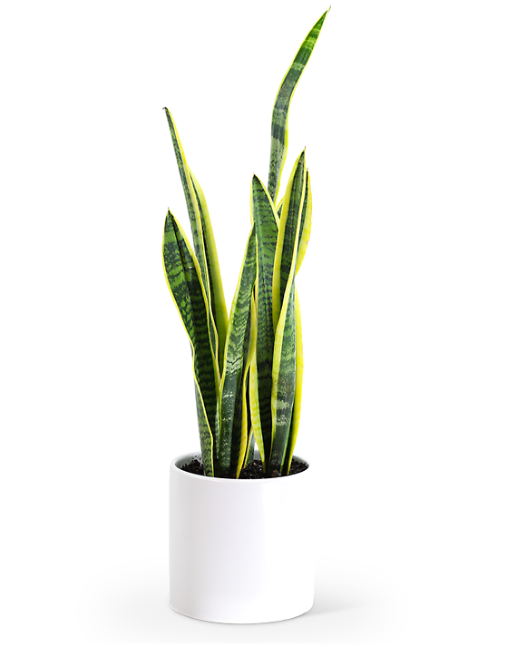Sansevieria Plant