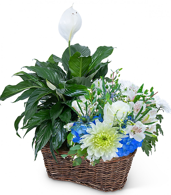 Fresh Flowers and a Plant